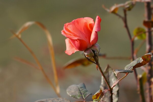 Rosa rosa, capullo de rosa, capullo de rosa naranja