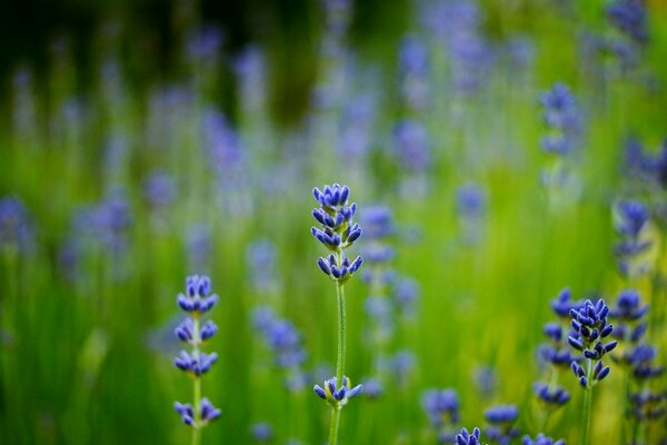 Foto macro di lavanda blu nel campo