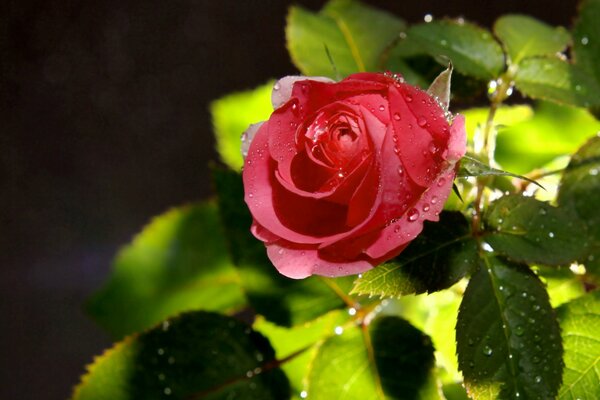 Rosa roja con gotas de agua