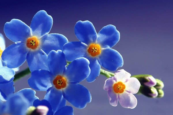 Blue forget-me-nots close-up