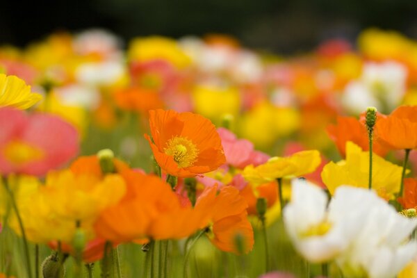 Helle Frühlingsmohnblumen auf dem Feld