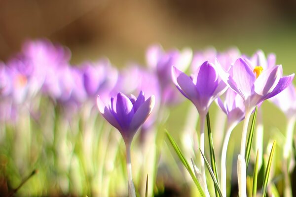 Prímulas en primavera, azafranes púrpura