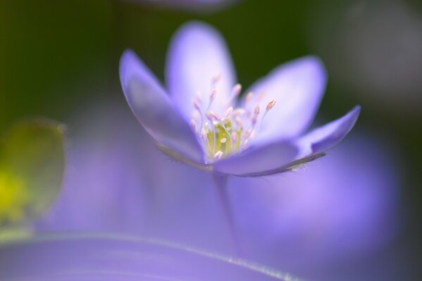 Разиытый фиолетовый цветок на поле
