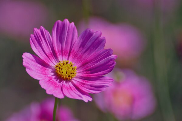 Macro photo of a pink flower on a blurry background
