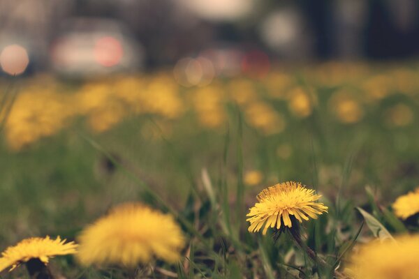 The first spring flowers are dandelions