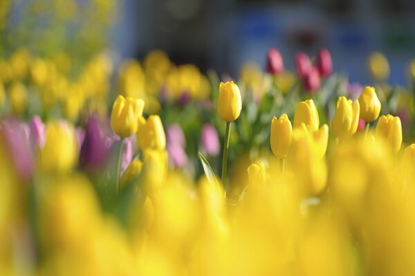 Tulipani gialli e viola luminosi