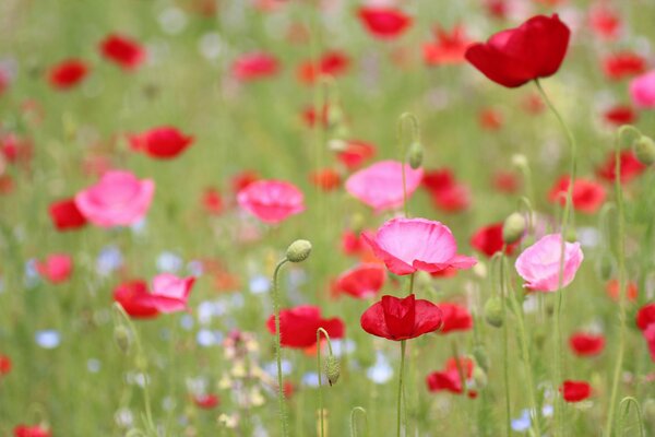 Un montón de amapolas rojas en un claro