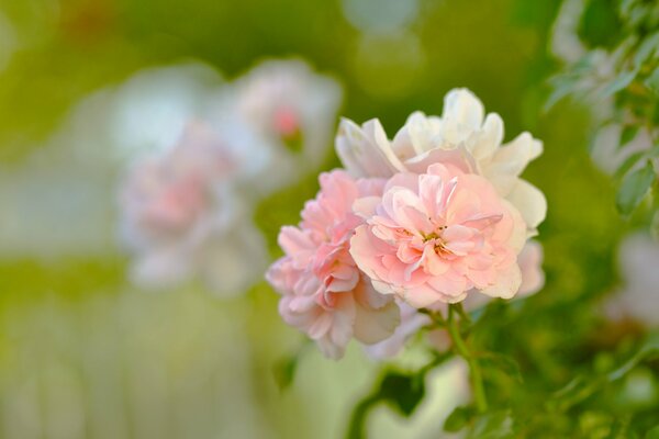 Delicate pink flower, macro shooting of a rose