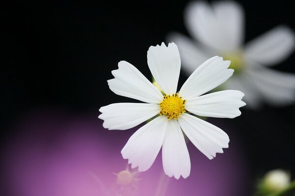 Fondo negro y lila y cosmea blanca