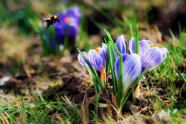 Frühlingsblauer Krokus und Hummel