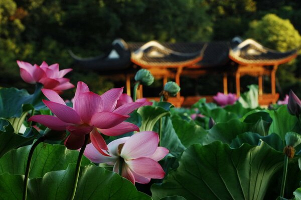 Pink lotuses on the background of a gazebo