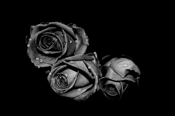 Water drops on gray roses are spectacular on a black background