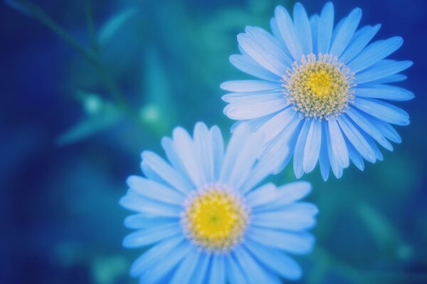 Blue daisies on blurred phonetic