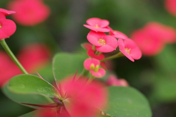 Pink flowers in macro format