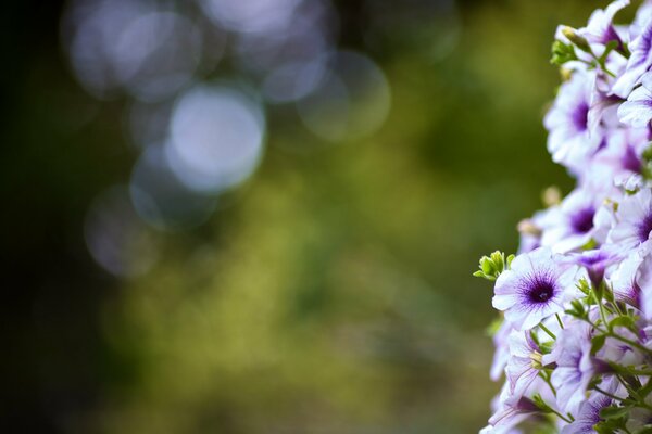 Makro-Foto von Blumen