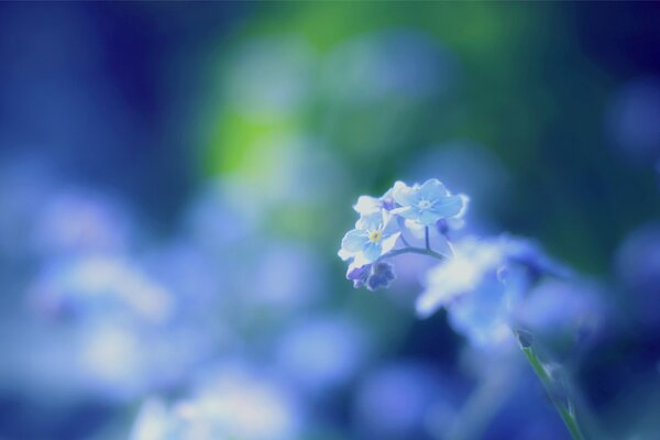 Myosotis bleu sur fond flou