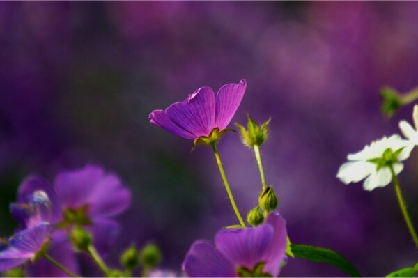 Макросьемка фиолетовые цветы на размытом фоне