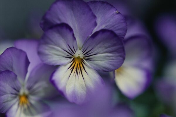 Pétales de violette violette sur fond vert