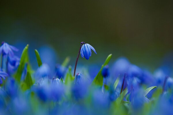 Blaue Blumen auf dem Feld, Nahaufnahme