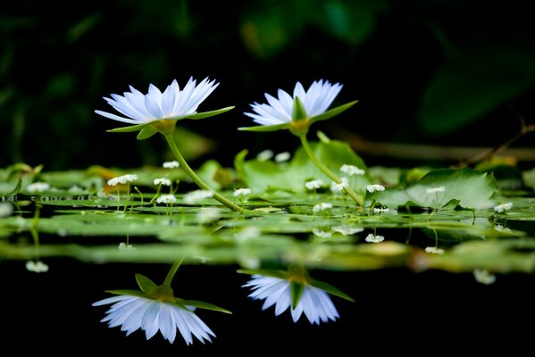 Background with water lilies in the lake