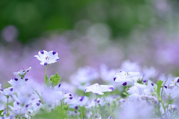 Beautiful flowers in a summer field