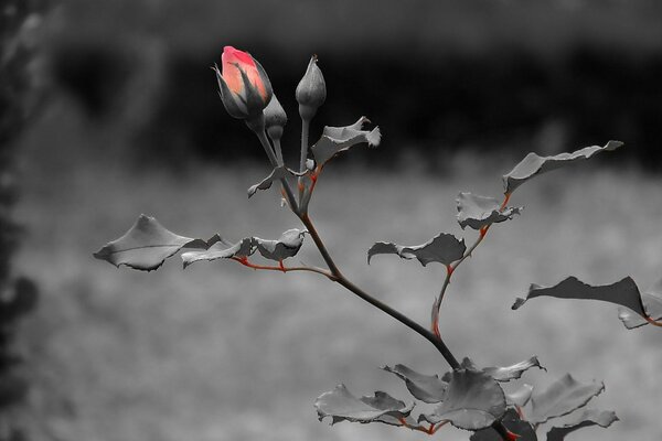 Sur un fond sombre, une tige de rose avec des feuilles