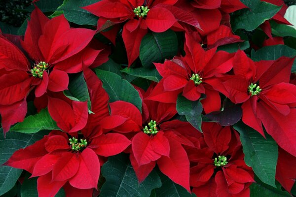 Poinsettia flower (Christmas star) with red leaves