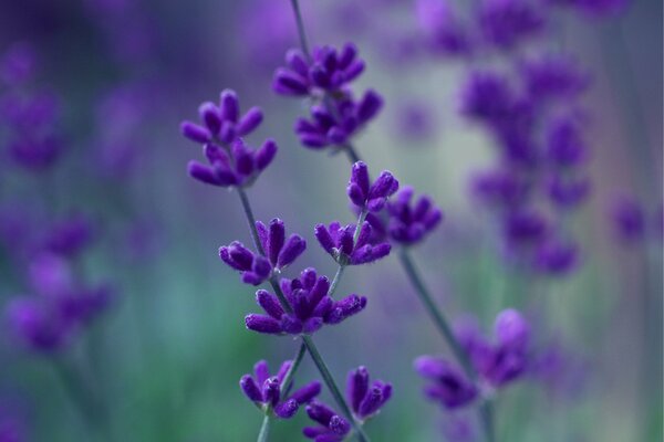 Lavender is a lilac flower