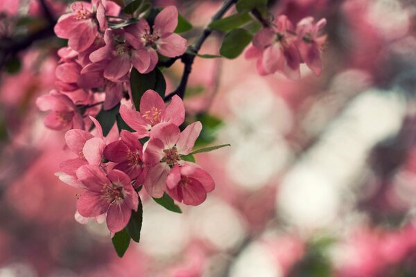 The color of an apple tree on a branch with green leaves