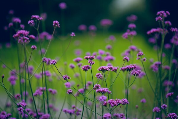 Plantes dans la nature sur fond flou