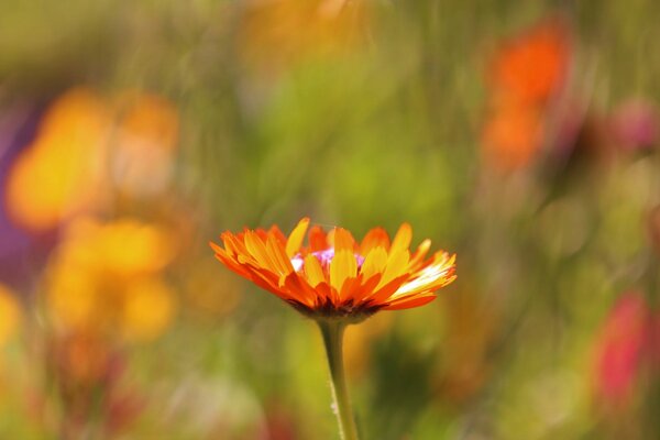 Flor naranja en foco sobre fondo borroso