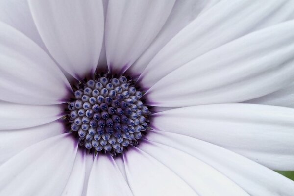 Gros plan de pétales de fleurs mauves