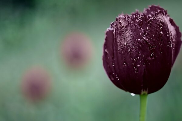 Closed tulip morning with dew