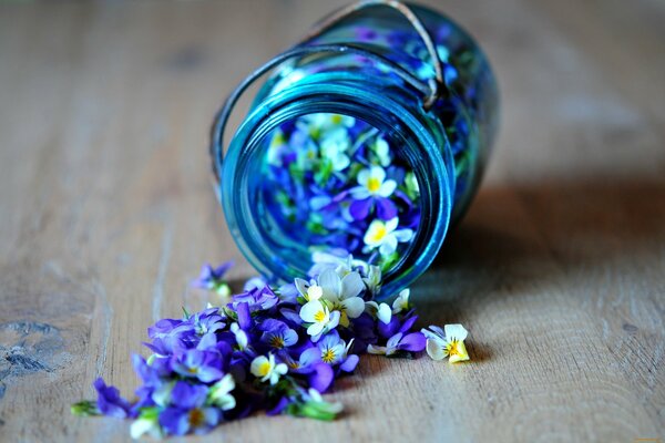 Blumen mit blauen Blütenblättern in einem Glas