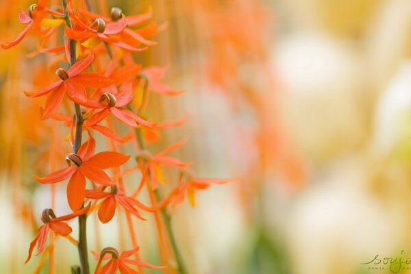 Summer floral mood of nature