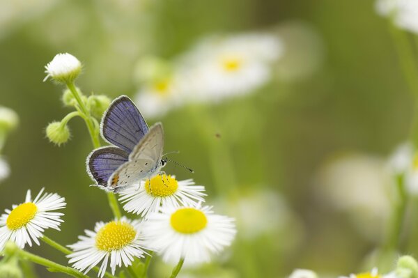 Schmetterling auf weißen Gänseblümchen im Feld