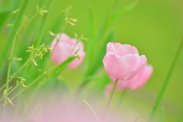 Blühende Tulpen unter grünem Gras