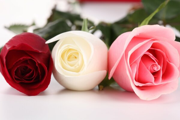 Three roses: red, white, pink