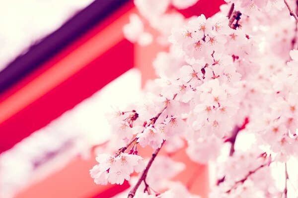 Papier peint branches de Sakura japonais