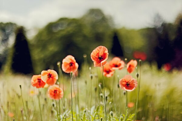 Red poppies in a field with a murky background