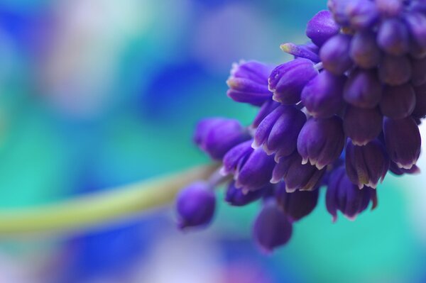 Spring muscari branch on a blue-blue background