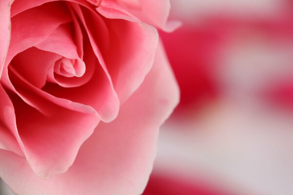 Pink rose in macro shooting