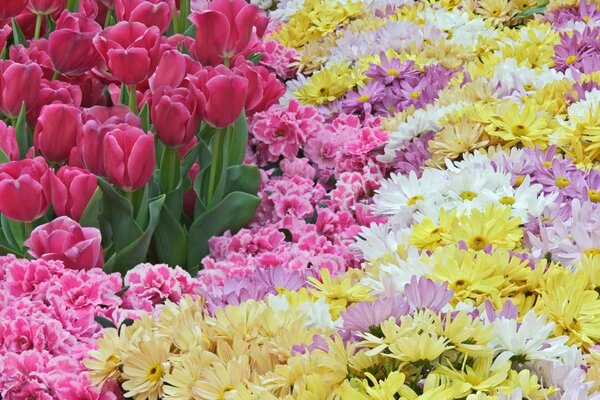 Campo di fiori con molti fiori