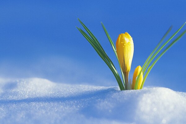 Croco giallo germogliato attraverso la neve