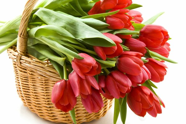 Kosz czerwonych świeżych tulipanów