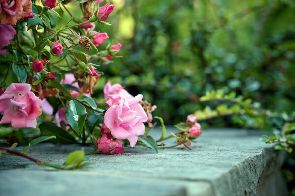 Flowering of a bush with pink roses