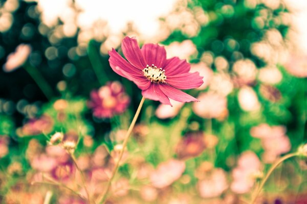 Fleur sur fond flou d autres couleurs