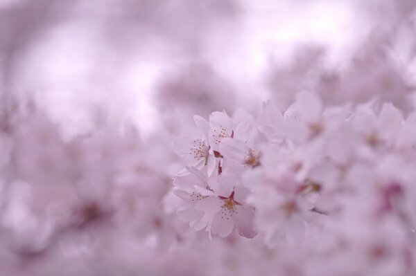 Rosa Sakura auf dem Bildschirmschoner des Telefons