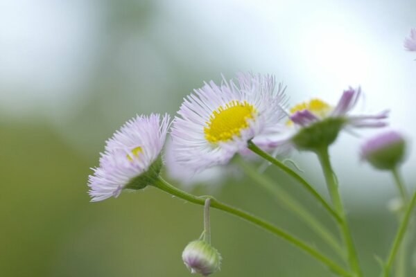 Delicate chamomile flowers among the greenery