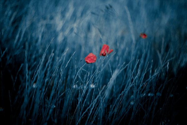 Gras im Wind und drei rote Blüten